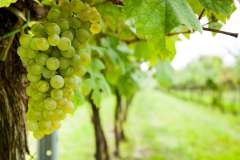 Weinlese-Schönhofer-2014_MG_2336_47_low