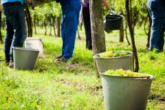 Weinlese-Schönhofer-2014_MG_2352_57_low