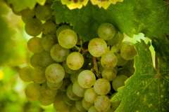 Weinlese-Schönhofer-2014_MG_2355_59_low