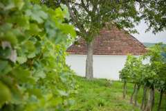 Weinlese-Schönhofer-2014_MG_2446_100_low