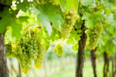 Weinlese-Schoenhofer-2014_MG_2333_45_15MP